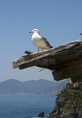 海鷗,海,克里夫