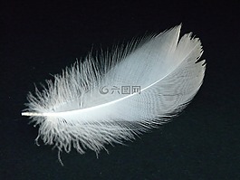 天鵝羽毛,春天,天鵝
