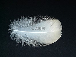 天鵝羽毛,春天,天鵝