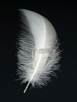 天鵝羽毛,春天,天鵝