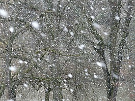 降雪,雪,雪花