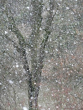 降雪,雪,雪花