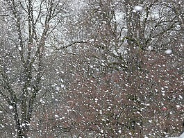 降雪,雪,雪花