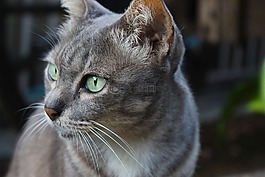 貓,貓的,動物