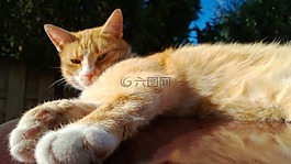 貓,動物,懶惰