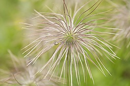 花,植物,植物區(qū)系