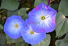 非洲,植物學(xué),鮮花