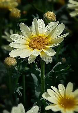 美女,花,花园