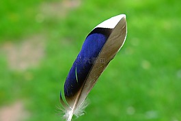 春天,鳥(niǎo),鴨