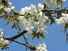 櫻花,春天,花園