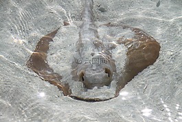 马尔代夫,水,海