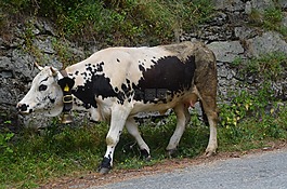 動物,牛,路
