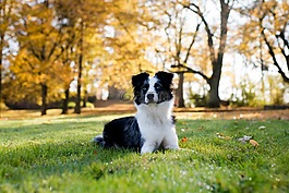 澳大利亞牧羊犬迷你,狗,躺在