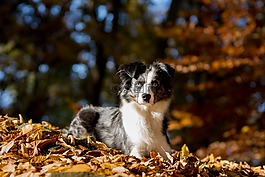 澳大利亞牧羊犬迷你,狗,葉子
