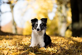澳大利亞牧羊犬迷你,狗,樹木