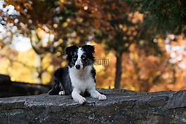 澳大利亞牧羊犬迷你,狗,墻