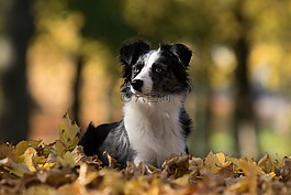 澳大利亞牧羊犬迷你,狗,葉子