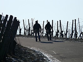 葡萄園,冬天,藤