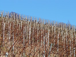 葡萄園,藤,葡萄種植
