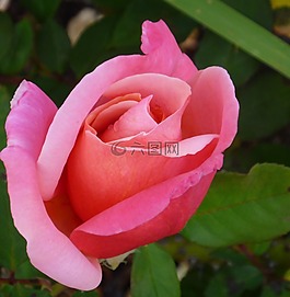 玫瑰,玫瑰花蕾,花