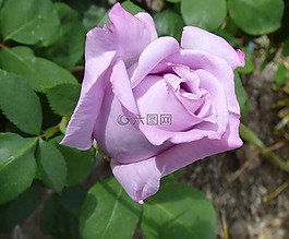 玫瑰,玫瑰花蕾,芽