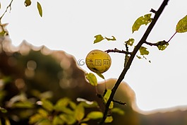 蘋果,關(guān)閉,樹木