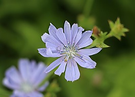 菊苣根,蓝色,花卉