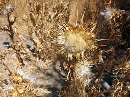 薊,性質(zhì),山