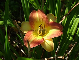 黄花菜,萱草,黄色