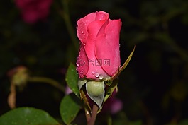 玫瑰,開花,關(guān)閉