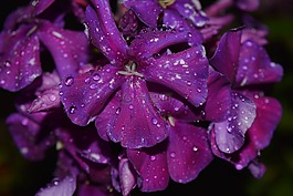 開(kāi)花,花,紫