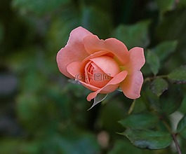 玫瑰,植物,花