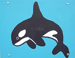 虎鯨,orcinus orca,沃爾瑪