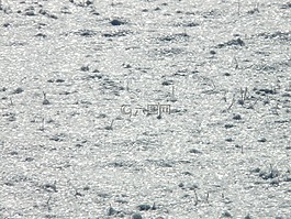 eiskristalle,雪,背光