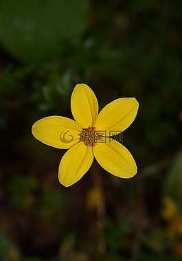 金玛丽,鬼针 ferulifolia,goldweizahn