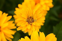 鮮花,黃色,關(guān)閉