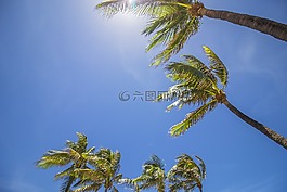邁阿密,棕櫚樹,夏天