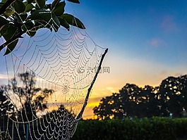 露水,蜘蛛網(wǎng),夏季