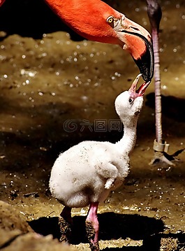 火烈鳥,小雞,可愛