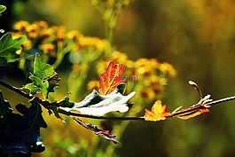 葉子,橡樹(shù),開(kāi)花
