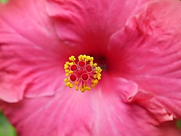 槿,花,春