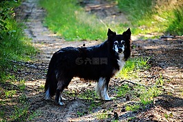 狗,邊框,邊境牧羊犬