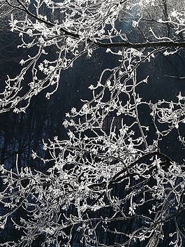 霜,樹,科