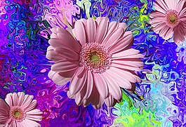 開花,鮮花,性質(zhì)