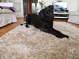 土佐犬,狗,小狗