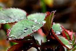 一滴水,玫瑰花瓣,雨滴
