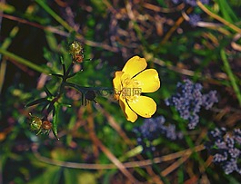 芽,花,毛茛屬三葉草