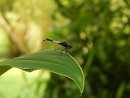 蜻蜓,自然,昆蟲(chóng)