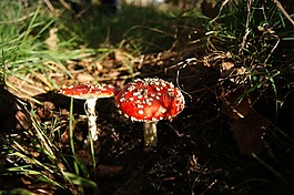 秋,蘑菇,鵝膏菌