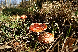 秋,蘑菇,森林